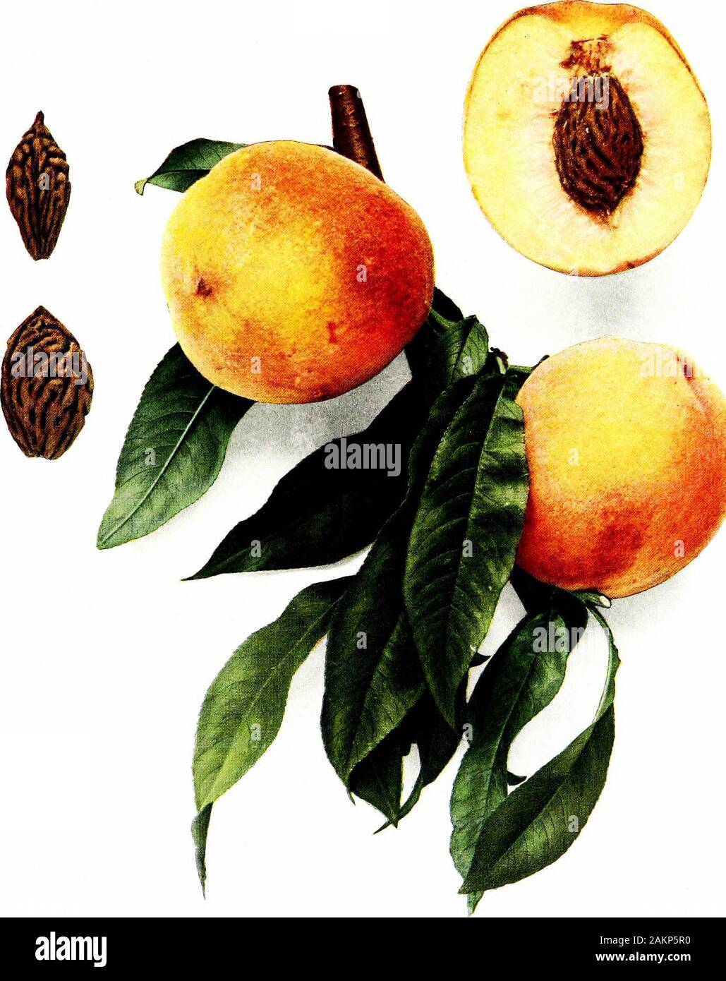 The peaches of New York . n-sixteenths inch wide, flattened wedge-like at the base,oval to obovate, winged, usually without btdge, long-pointed at the apex, with pittedsurfaces; ventral suture deeply furrowed, wide; dorsal suture deeply grooved. CHINESE CLmO I. Downing Fr. Trees Am. 636. 1857. 2. Horticulturist 14:107. 1859. 3. Am. Pom. Soc. Cat.18. 1871. 4. Del. Sta. Rpt. 13:85, 86, 95, 107, fig. 4. 1901. Shanghae. 5, Mag. Hort. 17:464. 1851. 6. Card. Chron. 693. 1852. 7. Downing Fr. Trees Am.641. 1857. Chinese Peach. 8. Horticulturist N. S. 3:286, 472. 1853. Shanghai, g. Jiogg Fruit Man. 2^1 Stock Photo