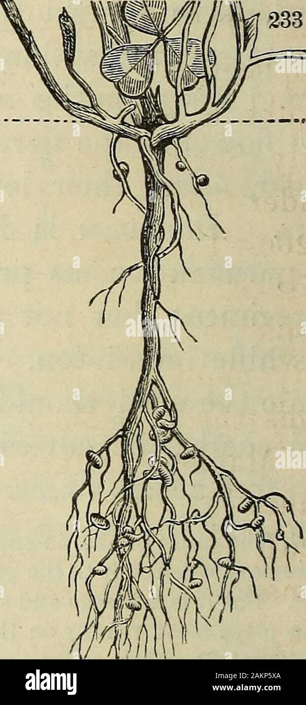 Tuberous root structure hi-res stock photography and images - Alamy