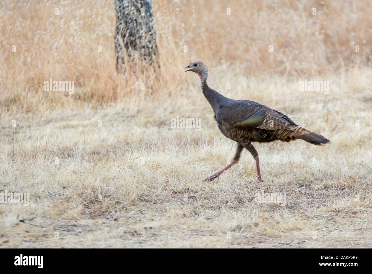 Wild turkey running through grasslands Stock Photo