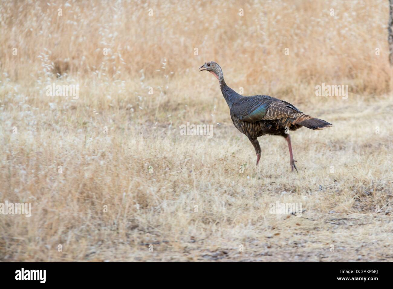 Wild turkey running through grasslands Stock Photo