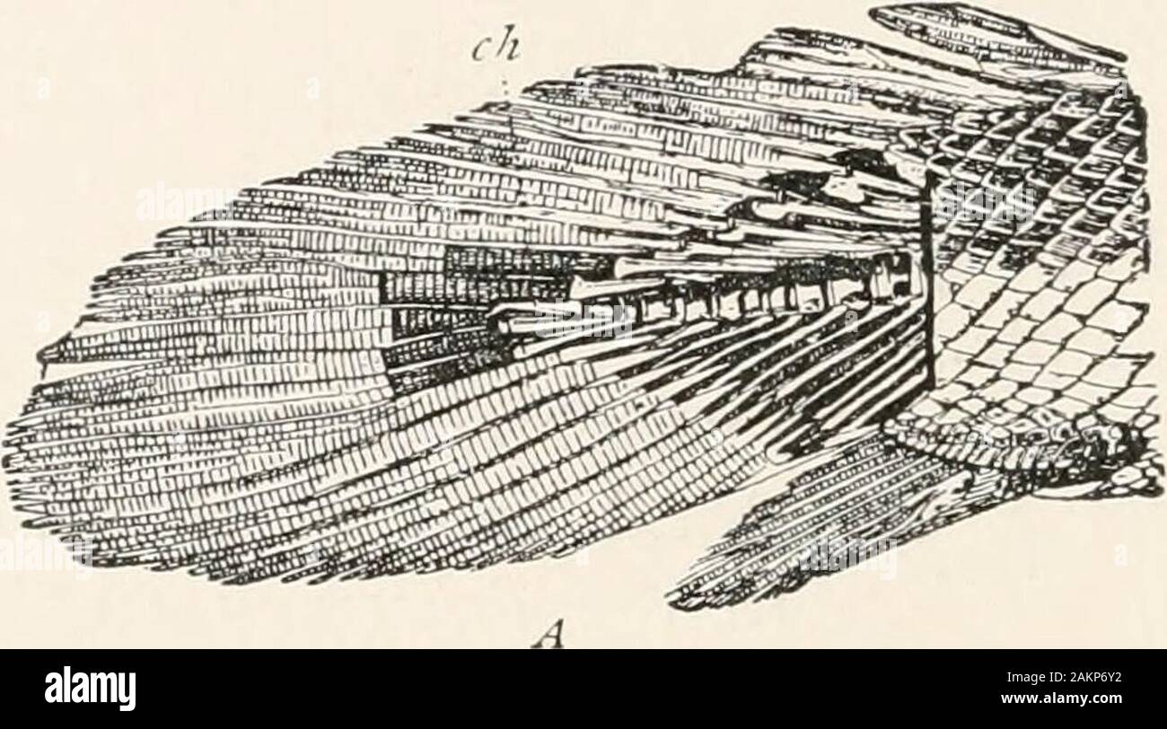 General Principles Of Zoology Tage Of The Axial Skeleton I Notochord 2 Notochordand Vertebral Column The Latter At First Formed Of Carti Lage Then Of Bone We Have Here Spoken Of A