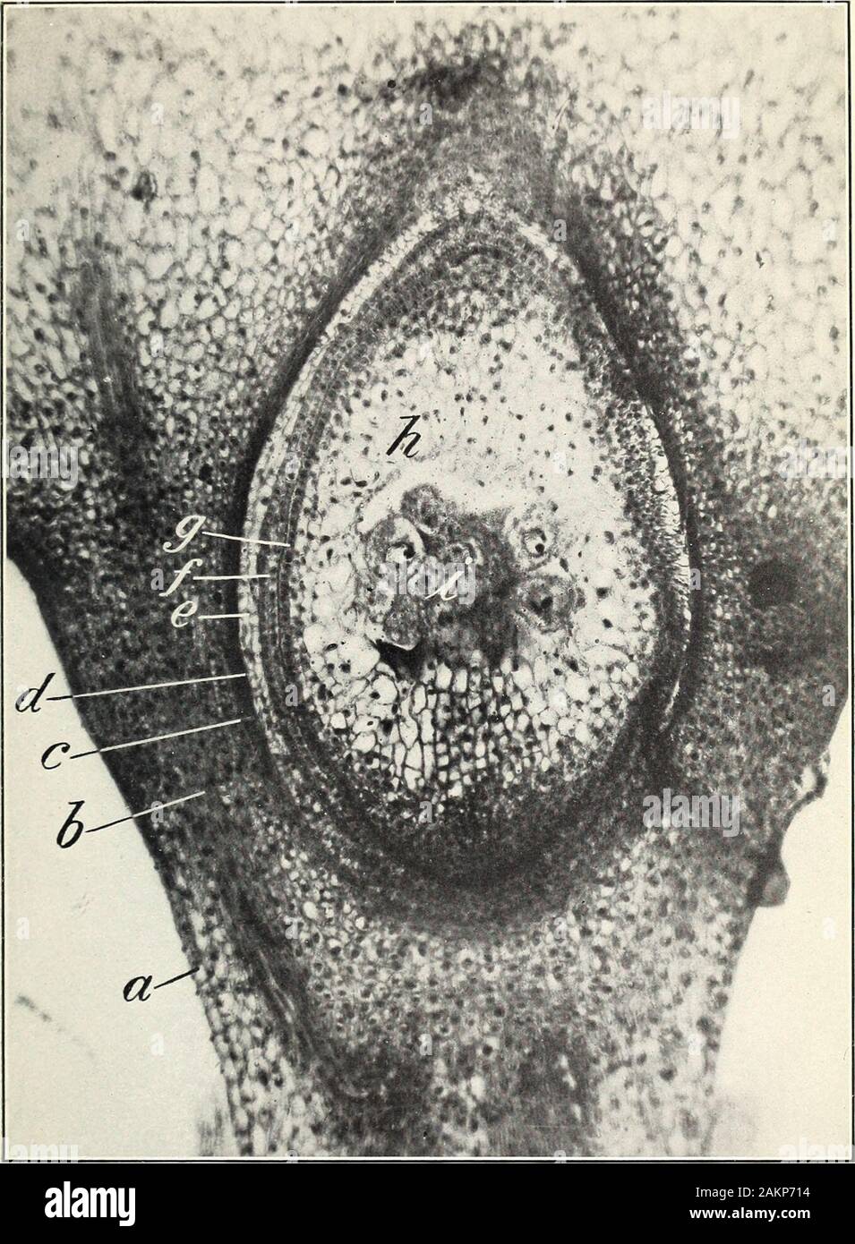 Morphology of the barley grain with reference to its enzym-secreting areas . Fig. 2.—A high-grade barley grainwith the glumes removed to showthe embryo with its coilarlikescutellum (s). The inner enve-lopes have been removed iromthe upper part of the grain. Bui. 183, U. S. Dept. of Agricultu Plate I.. Photomicrograph of a Longitudinal Section of a Barley Ovary Immediatelyafter Fertilization. The two plumose stigmas do not appear, a. Outer epidermis of ovary; b, colorless parenchyma; c,chlorophyll-bearing parenchyma; d, inner epidermis of ovary; e, outer integument of ovule;/, inner integument Stock Photo