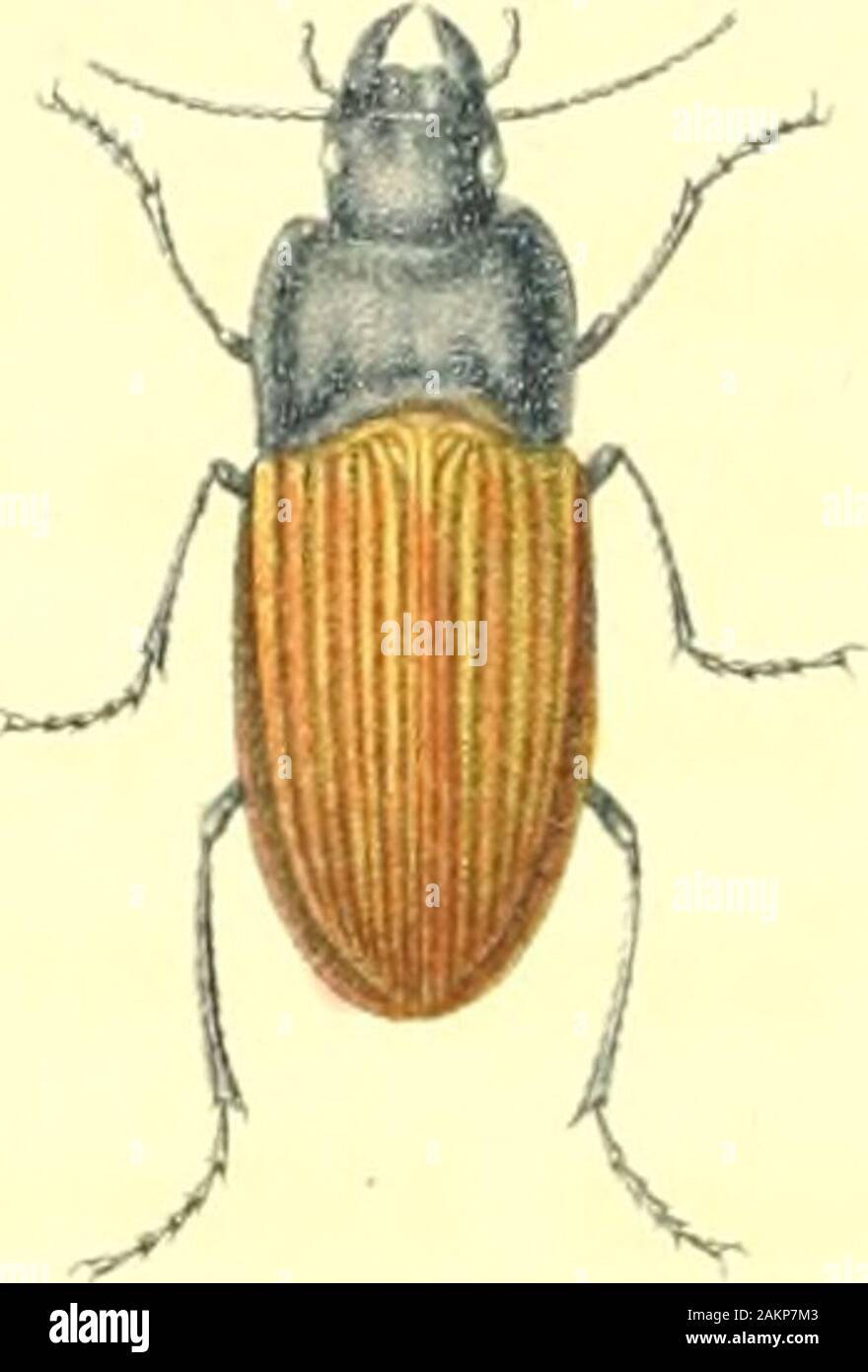Chevrons Insect American entomology, or, Descriptions of the insects of North America ...