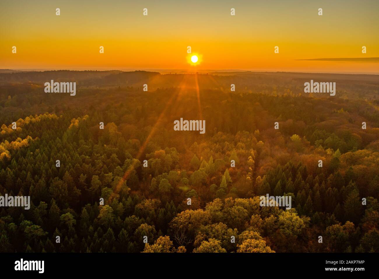 Aerial drone shot of pine tree forests and heathland in Luneberg Heide in Germany during sunset hour Stock Photo