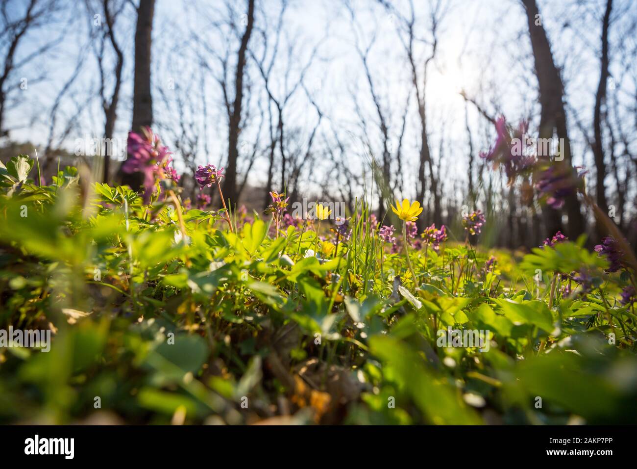 Beautiful woodland landscapes. Spring flowers In the forest Stock Photo ...
