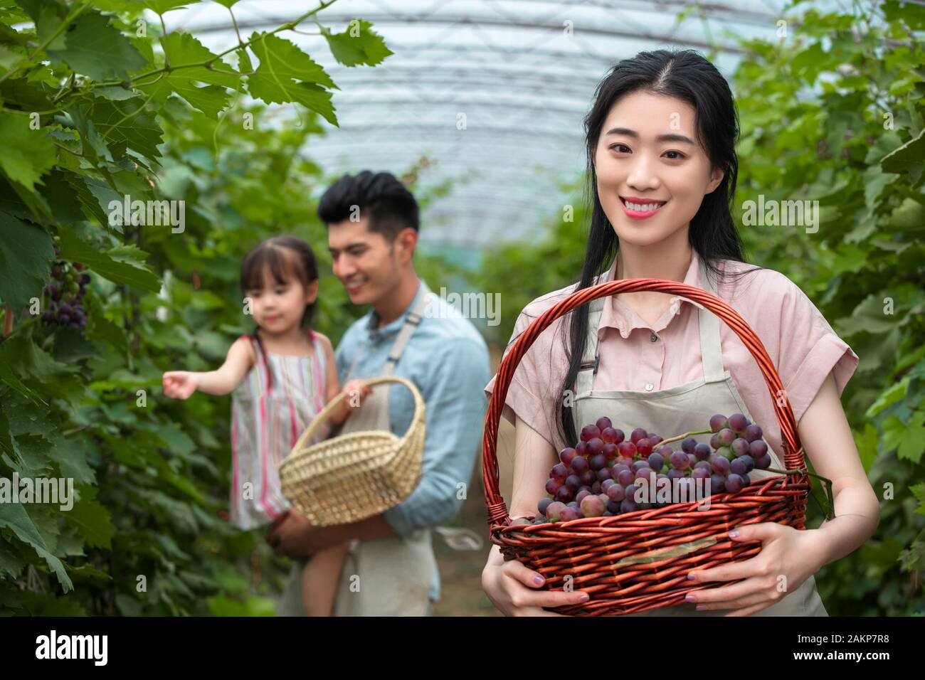 Oriental family picking grapes Stock Photo - Alamy