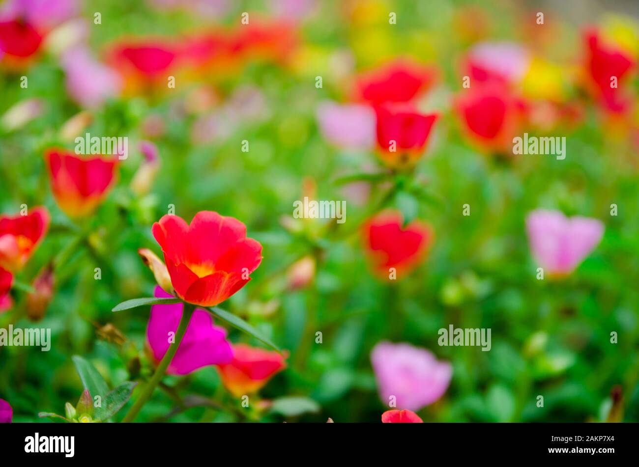 close up of colorful of Verdolaga flowers Stock Photo