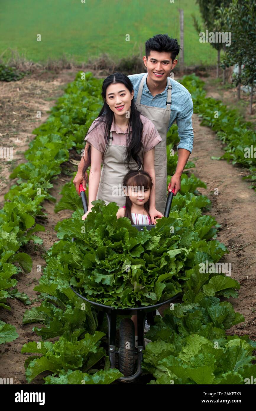 Oriental family picking vegetables Stock Photo - Alamy