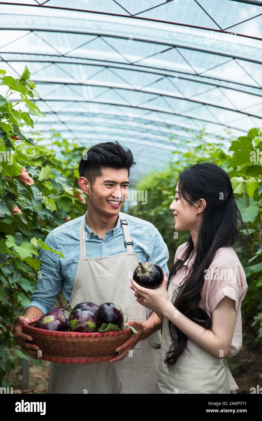 Oriental couples pick eggplant Stock Photo - Alamy