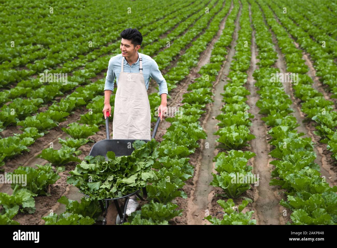 Oriental youth picking vegetables Stock Photo - Alamy