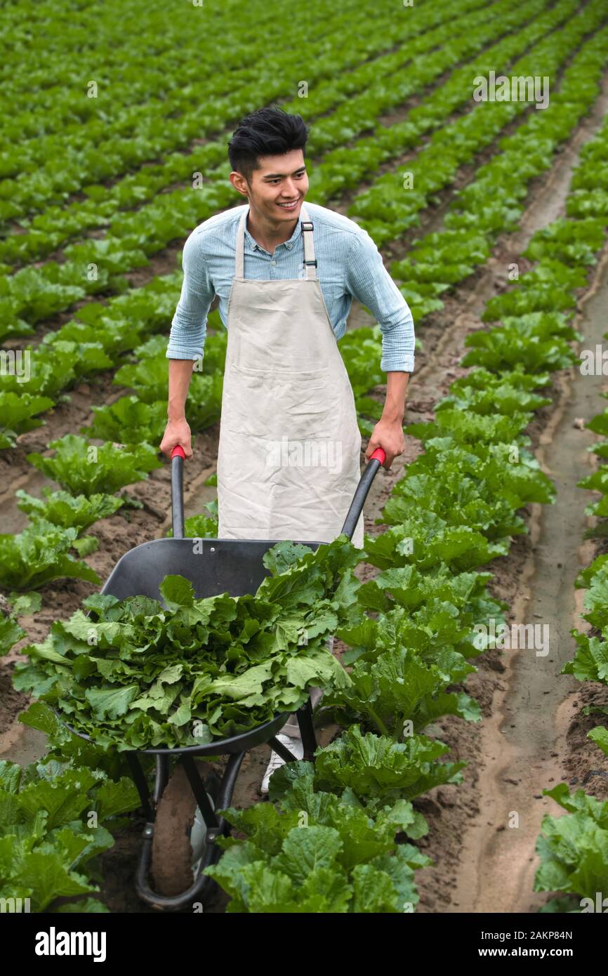 Oriental youth picking vegetables Stock Photo - Alamy