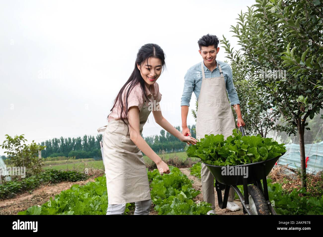 Oriental couple picking vegetables Stock Photo - Alamy