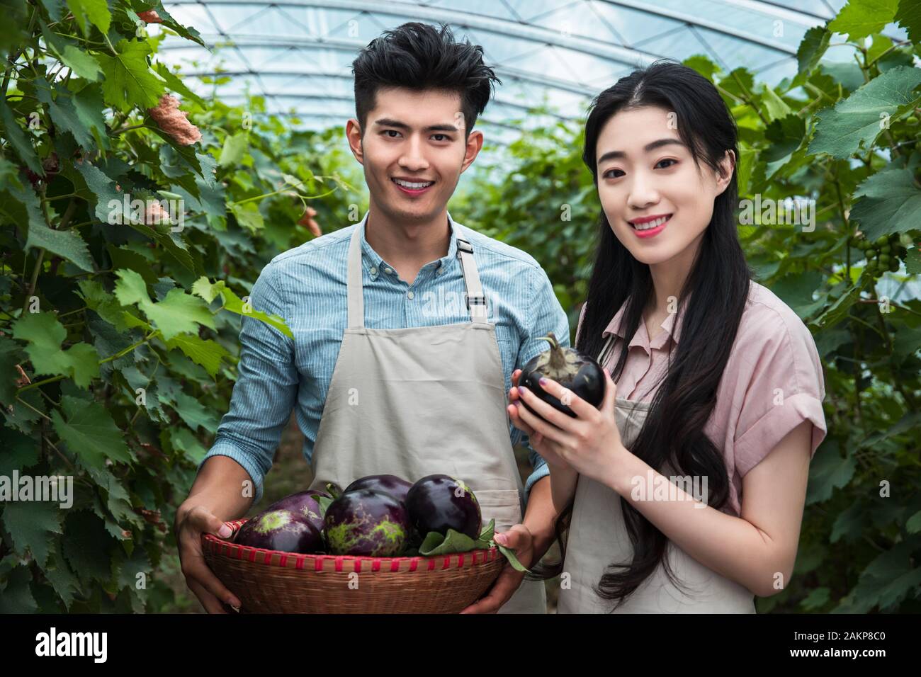 Oriental couples pick eggplant Stock Photo - Alamy