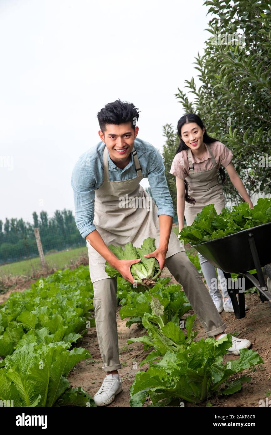 Oriental couple picking vegetables Stock Photo - Alamy