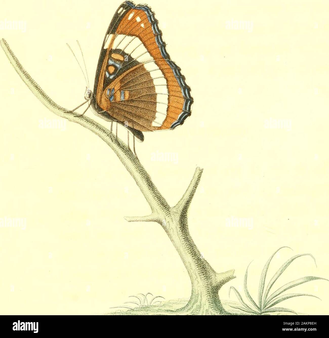 American entomology, or, Descriptions of the insects of North America : illustrated by coloured figures from original drawings executed from nature . Drawn /V WJi: Wrrd. T?3 tn&lt;//rnY,/ Av /.//n LIMENITIS. Papilio, Lin.—Nymphalis, Latr. GENERIC CHARACTER. Antennae gradually clubbed; club slender,hardly compressed, elongate-obconic; palpi notelongated, second joint not much compressed, theanterior margin not remarkably broader; anteriorpair of feet spurious; wings not very much longerthan broad; four hinder feet with double nails;abdomen received in a groove, formed by thedilatation of the in Stock Photo