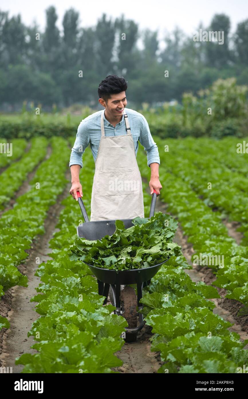 Men picking vegetables hi-res stock photography and images - Alamy