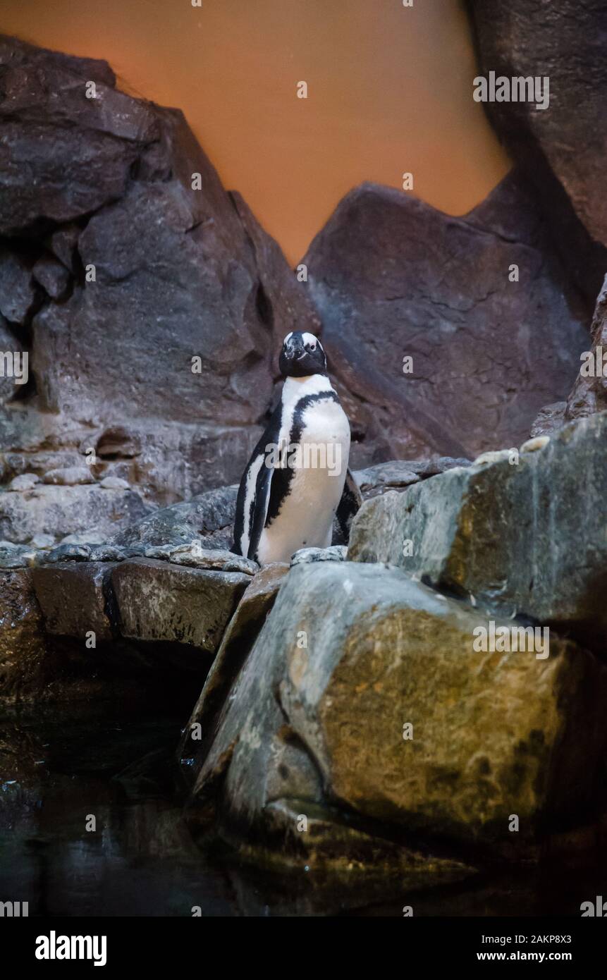 penguin with stone environment in zoo Stock Photo