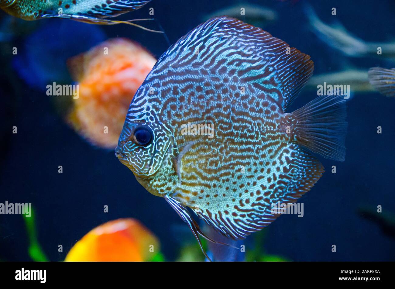blue coral reef fish Stock Photo Alamy