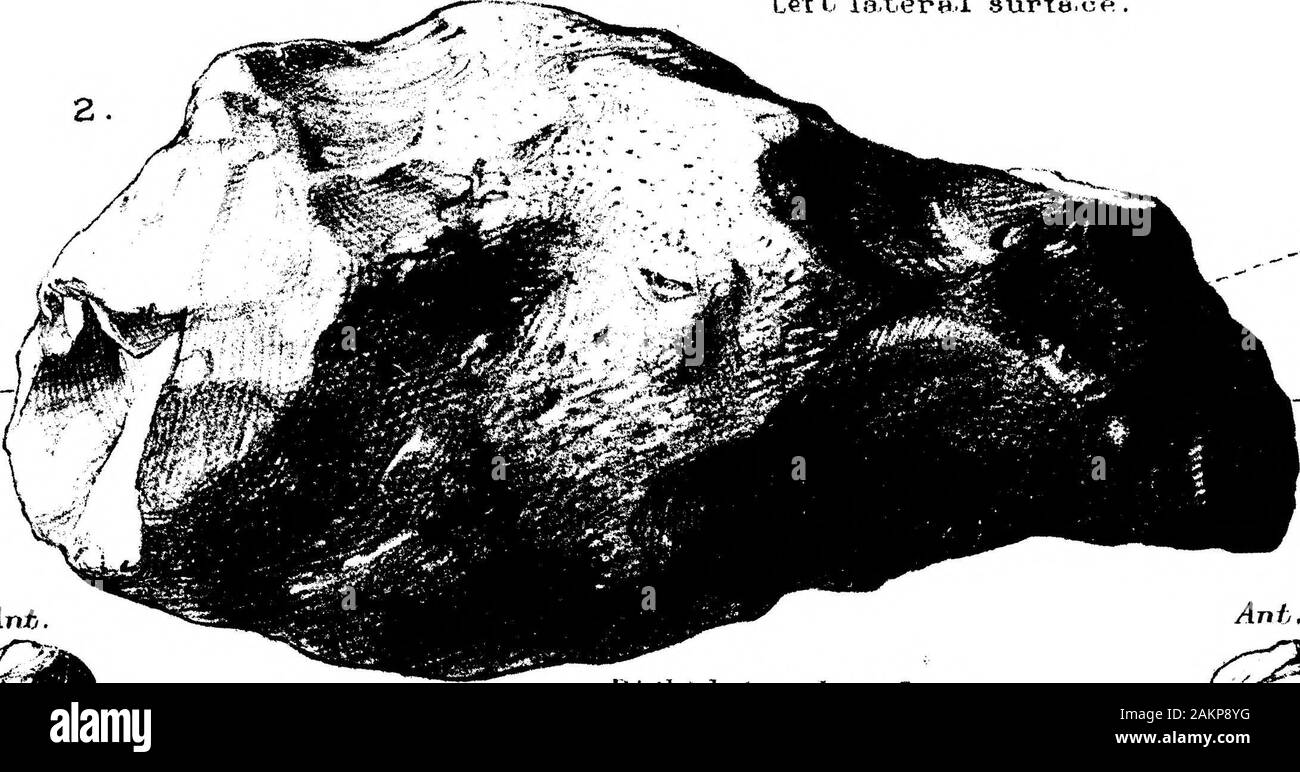 The Transition from Rostro-Carinate Flint Implements to the Tongue ...