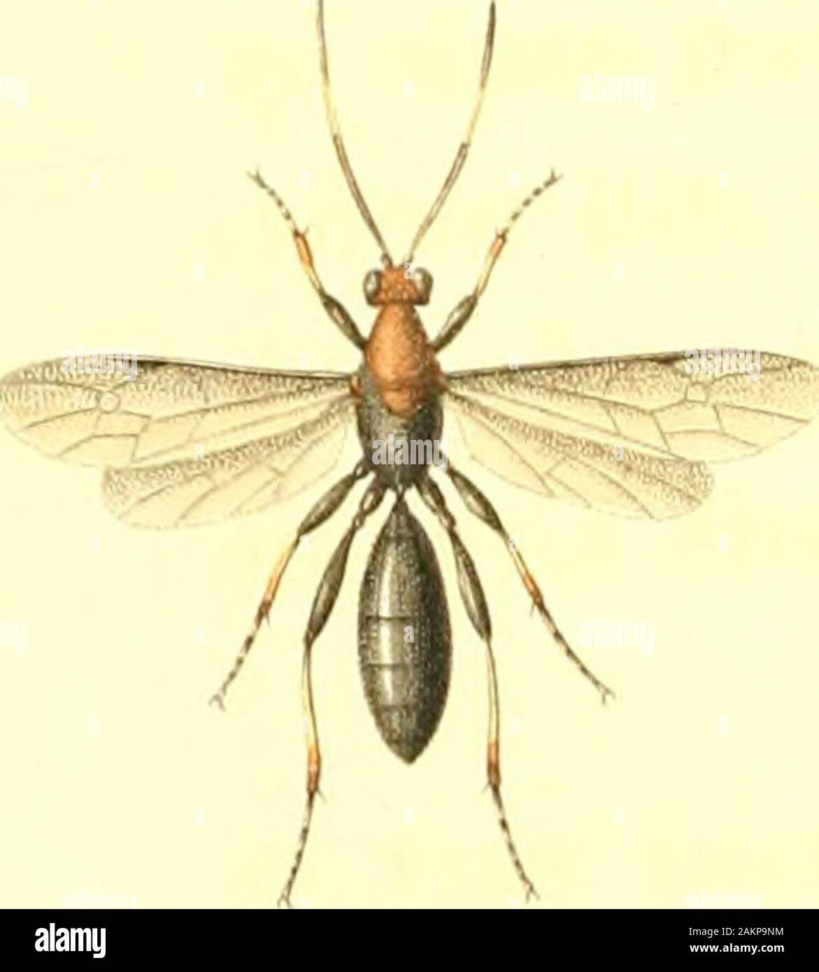 Insect Reference American entomology, or, Descriptions of the insects of North America ...