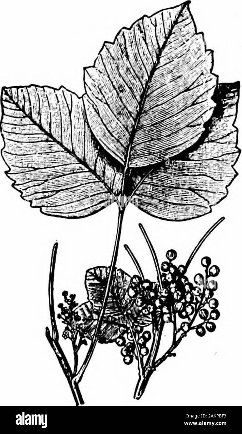 Accidents and emergencies; a manual of the treatment of surgical and medical emergencies in the absence of a physician . Fig. 38.—Poison Sumac—Rhus vernix. vernix) a shrub or small tree having oval, pointed leaves, arrangedin clusters of from seven to thirteen upon a common leaf-stalk(Fig. 38); and the other (Rhus radicans) a creeping or climbing •The common Upland Sumac (Rhus glabra), with greenish flowers and purplish,hairy berries, and with beautiful scarlet leaves in autumn is not at all poisonous. TheVirginia Creeper (Ampelopsis quinquefolia) with leaves arranged in clusters of five, ands Stock Photo