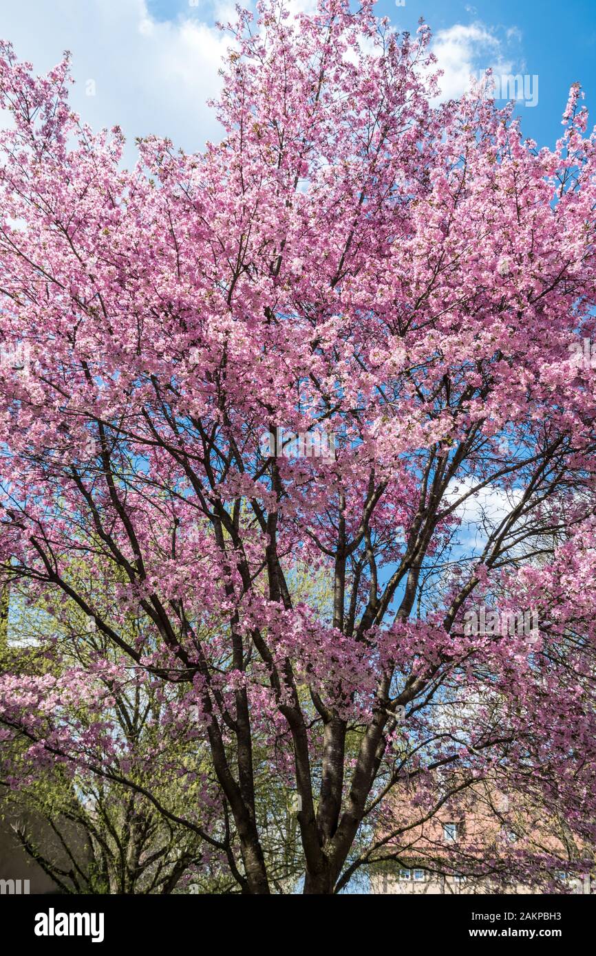 Beautiful tree with pink flowers Stock Photo - Alamy