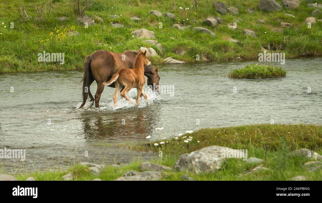Wild horses mare and foal running across the river in Kaimanawa ranges, Central Plateau, New Zealand Stock Photo