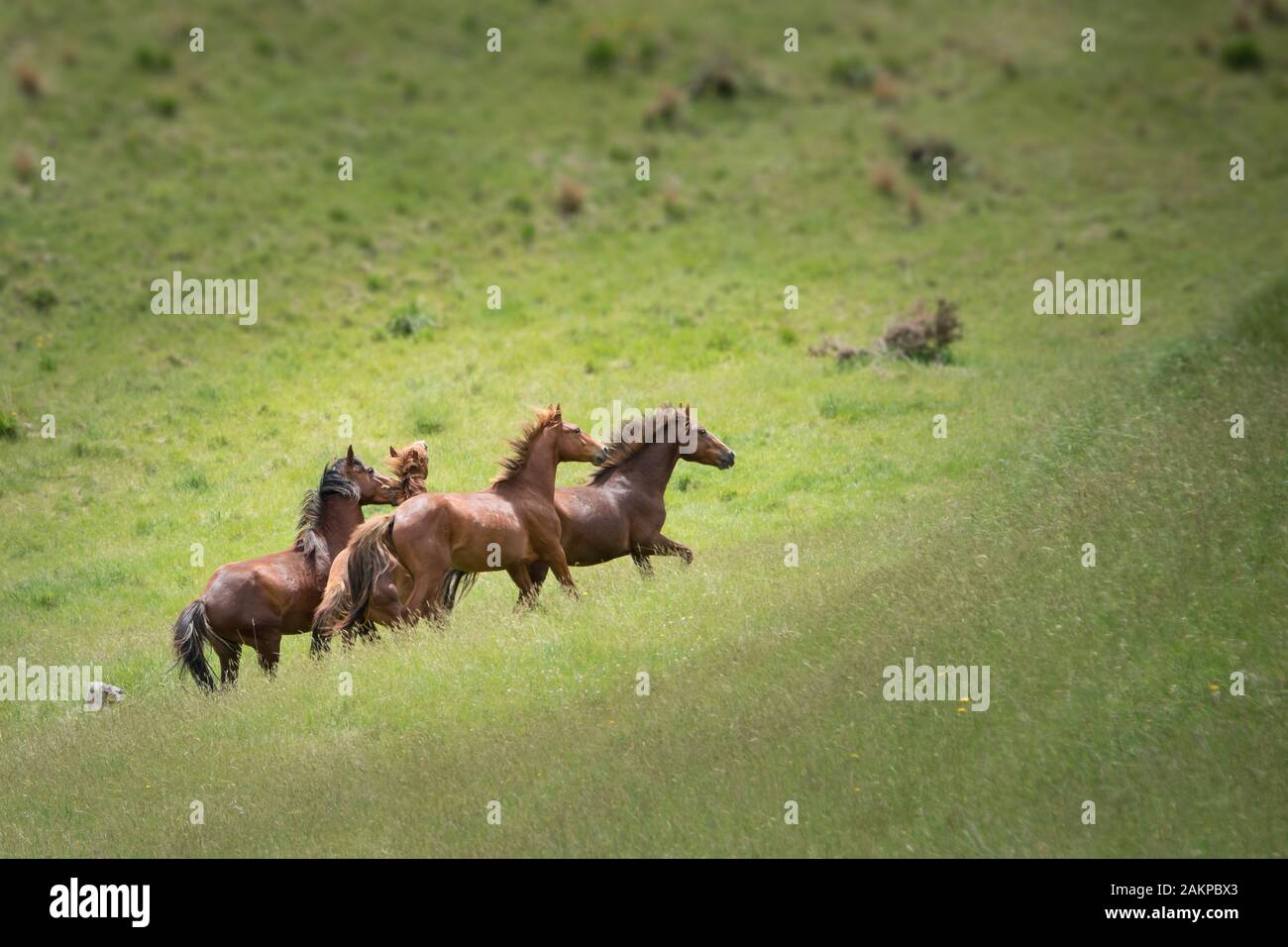 Wild Kaimanawa horses running on the green hills of the mountain ranges, Central Plateau, North Island, New Zealand Stock Photo