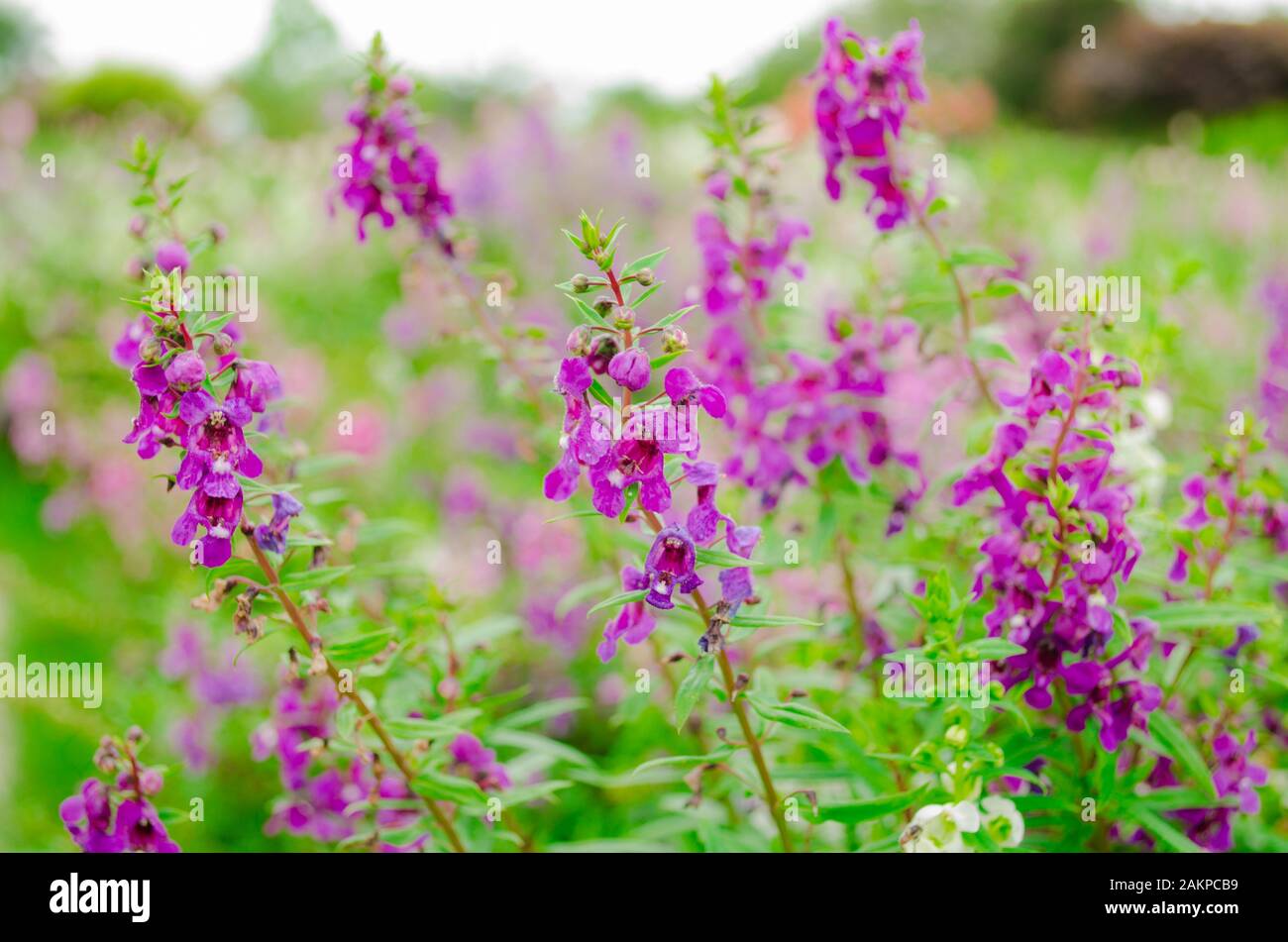 violet Salvia flower Stock Photo