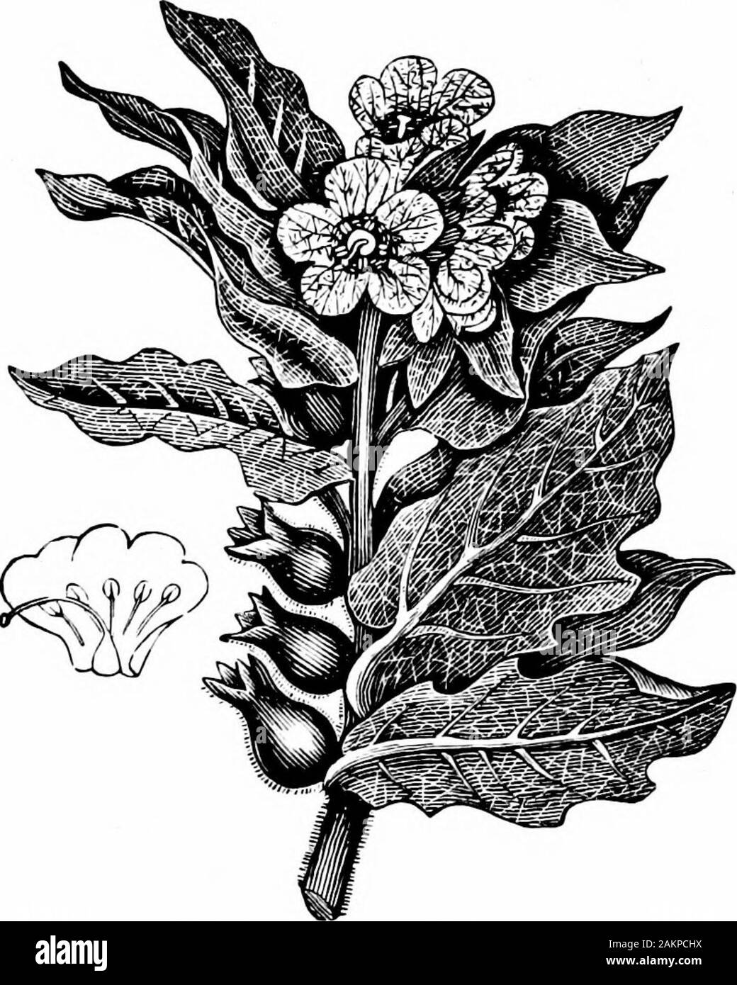 Accidents and emergencies; a manual of the treatment of surgical and medical emergencies in the absence of a physician . Fig. 34.—Water Hemlock—Cicuta maculata. handsome, beU-shaped crimson or purple flowers, with beautifulspots within, and arranged in a spike. (Fig. 33.) Hemlock.—Ground Hemlock, Dwarf Yew (Taxus canaden-sis), looks like a dwarf spruce tree. It is an evergreen, withsmall red and Juicy berries (drupes) concave on the summit.The leaves and black seeds are poisonous. no ACCIDENTS AND EMERGENCIES Hemlock.—Poison Hemlock (Conium maculatum) grows fromthree to six feet high, with man Stock Photo