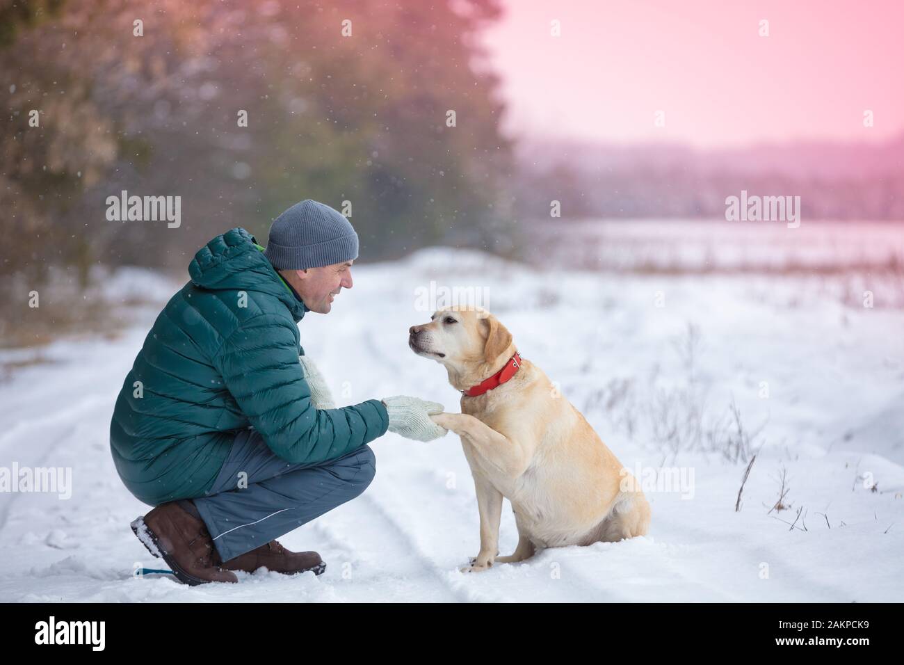 A and dog are best friends. The man with the dog sitting in a snowy field in winter. Trained Labrador retriever extends the paw to the man Stock Photo Alamy