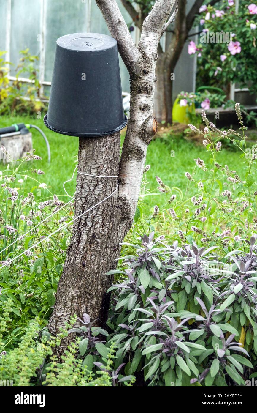 Culinary herbs Salvia officinalis 'Purpurascens' grow at the base of the tree, garden herb Salvia officinalis garden Permaculture Stock Photo
