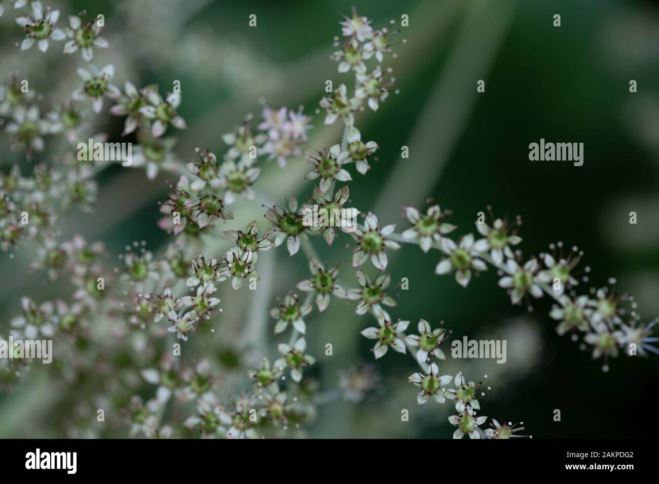 Beautiful blooming flowers and glowing greenery cover the grounds of Blarney Castle, Ireland Stock Photo