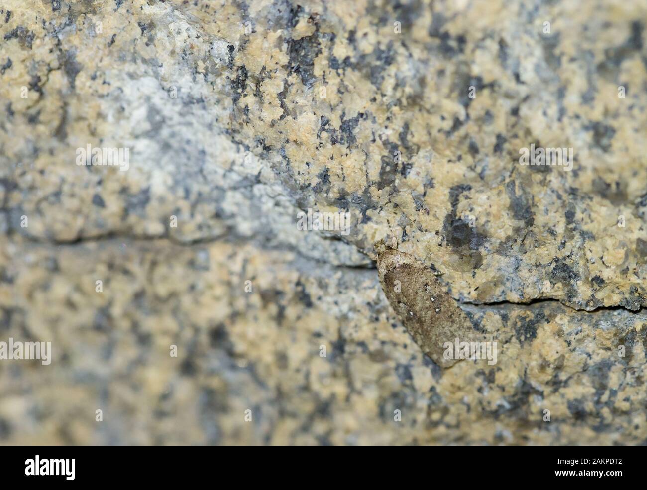 Flat-body moth hibernating in a natural cave Stock Photo