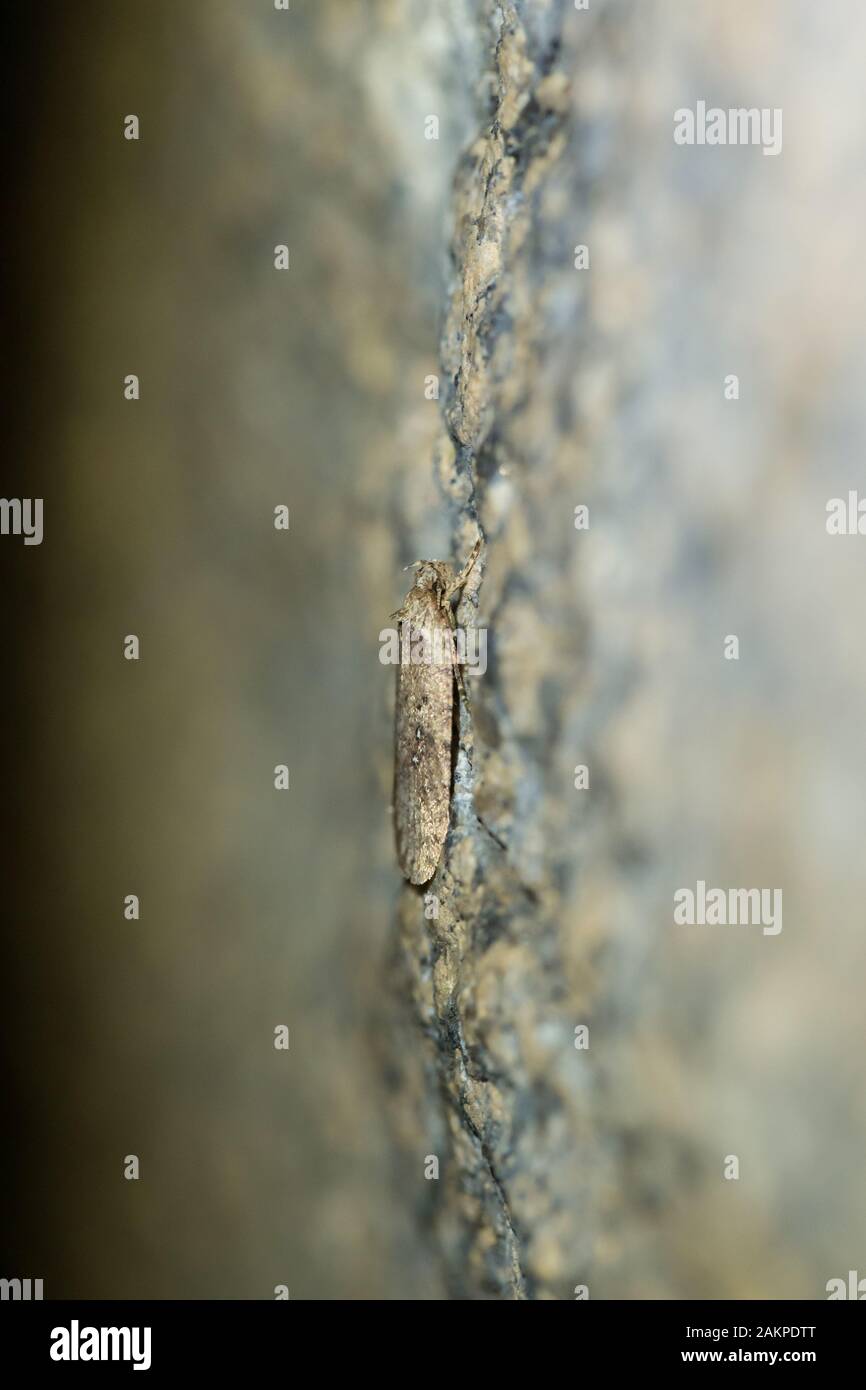 Flat-body moth hibernating in a natural cave Stock Photo
