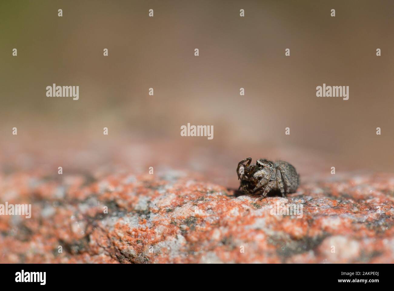 Jumping spider (Attulus saltator Stock Photo - Alamy