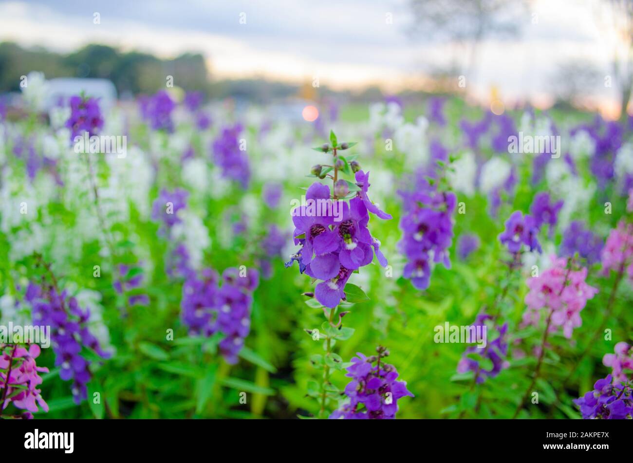 garden of violet Salvia flower Stock Photo