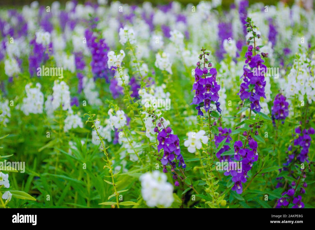 garden of white and violet Salvia flower Stock Photo