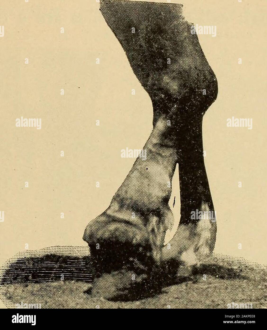 Skin condition horse hires stock photography and images Alamy