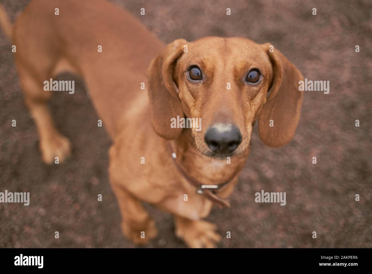 Dog breed Dachshund brown color look carefully up Stock Photo