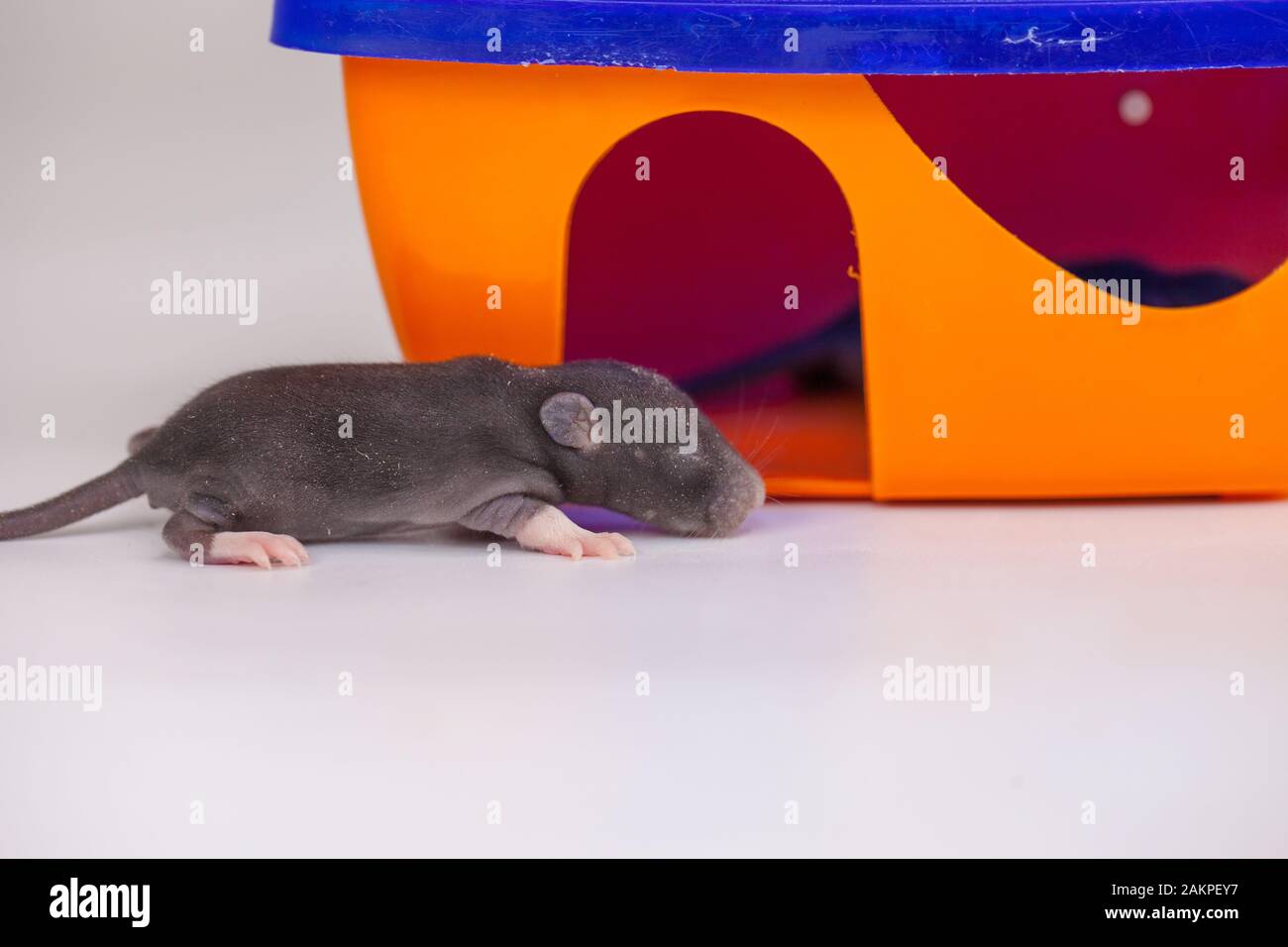 Page 2 House Mouse Baby High Resolution Stock Photography And Images Alamy