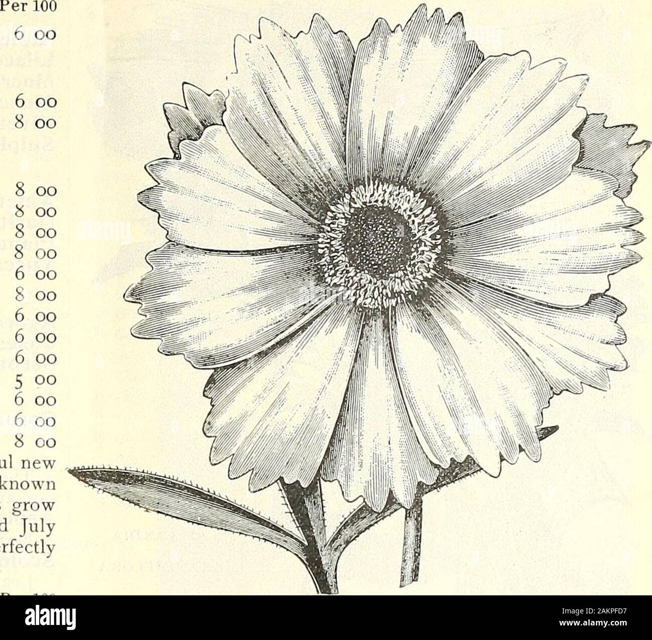 Dreer's wholesale price list for 1904 : decorative hardy garden greenhouse and other plants bulbs tools, fertilizers, insecticides, sundries, etc . .Cordata. Strong divisions 75 Boltonia. (False chamomile.) Asteroides. Divisions 75 Latisquama. 4-inch pots i 00 Campanula. (Bell Flower.)Alliariaefolia. Strong divisions ... i 00Carpatica. Blue. 3-inch pots .... i 00 White. 3-inch pots . . I 00 Csespitosa. j-inch pots i 00 Glomerata. 3-inch pots 75 Grandis. Strong plants I 00 Qrossekii. Strong divisions 75 Latifolia Macrantha. 3-inch pots . 75 Media. (Canterbury Bells.) 4-inch pots . 75 Nobilis. 3 Stock Photo