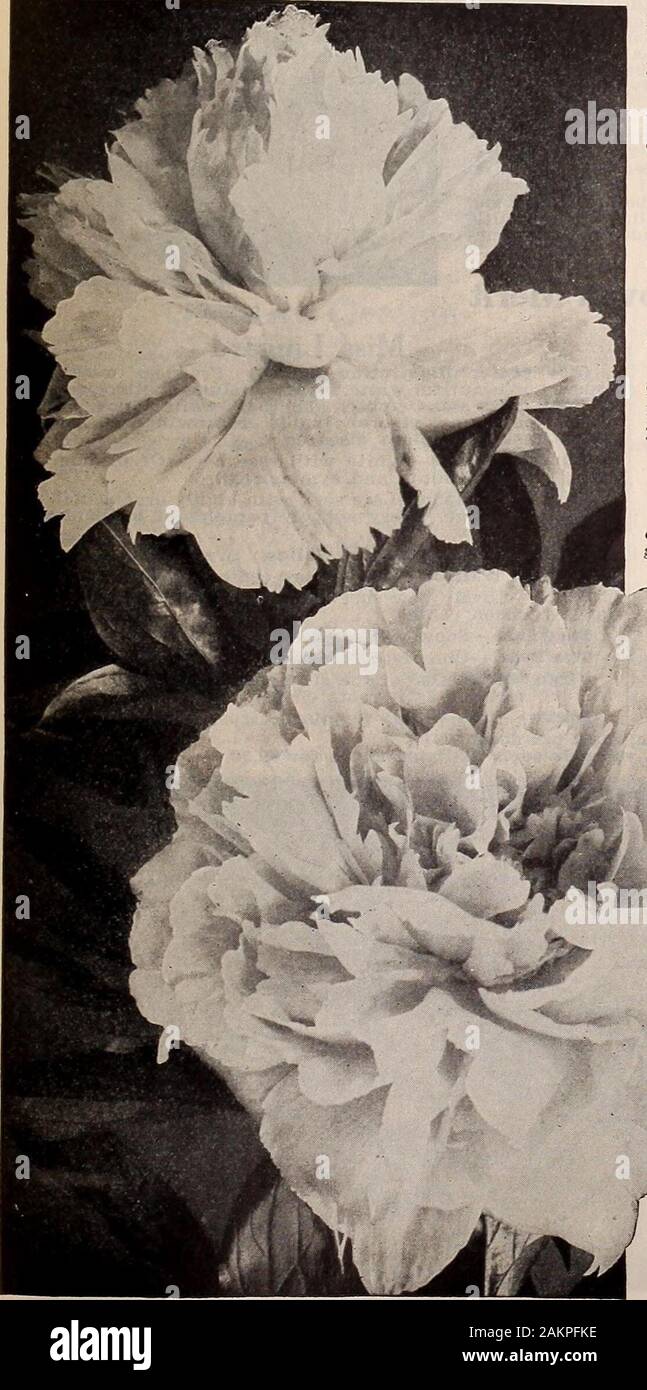 Livingston's guide to fall planting : bulbs paeonies phloxes seeds etc . elachei Paeony. The Livingston Seed G&gt;mpanv. Columbus. Ohio 19 Paeonies—Continued. Madame Boolangrer—Extra fine late sort with magnificentlarge flowers of elegant shape. Glossy, soft pink, shadedlilac. Border of petals flesh color with silvery ting-eEach, $1.00. ? Madame Crousse—Pure white center, petals edged withcarmine. This is an extra fine sort for all purposes; splen-did as a cut-flower. Blooms very large, of exquisite shape-is very fragrant. One of the best midseason varietiesEach, 75c. Madame Jules Calot—-One o Stock Photo