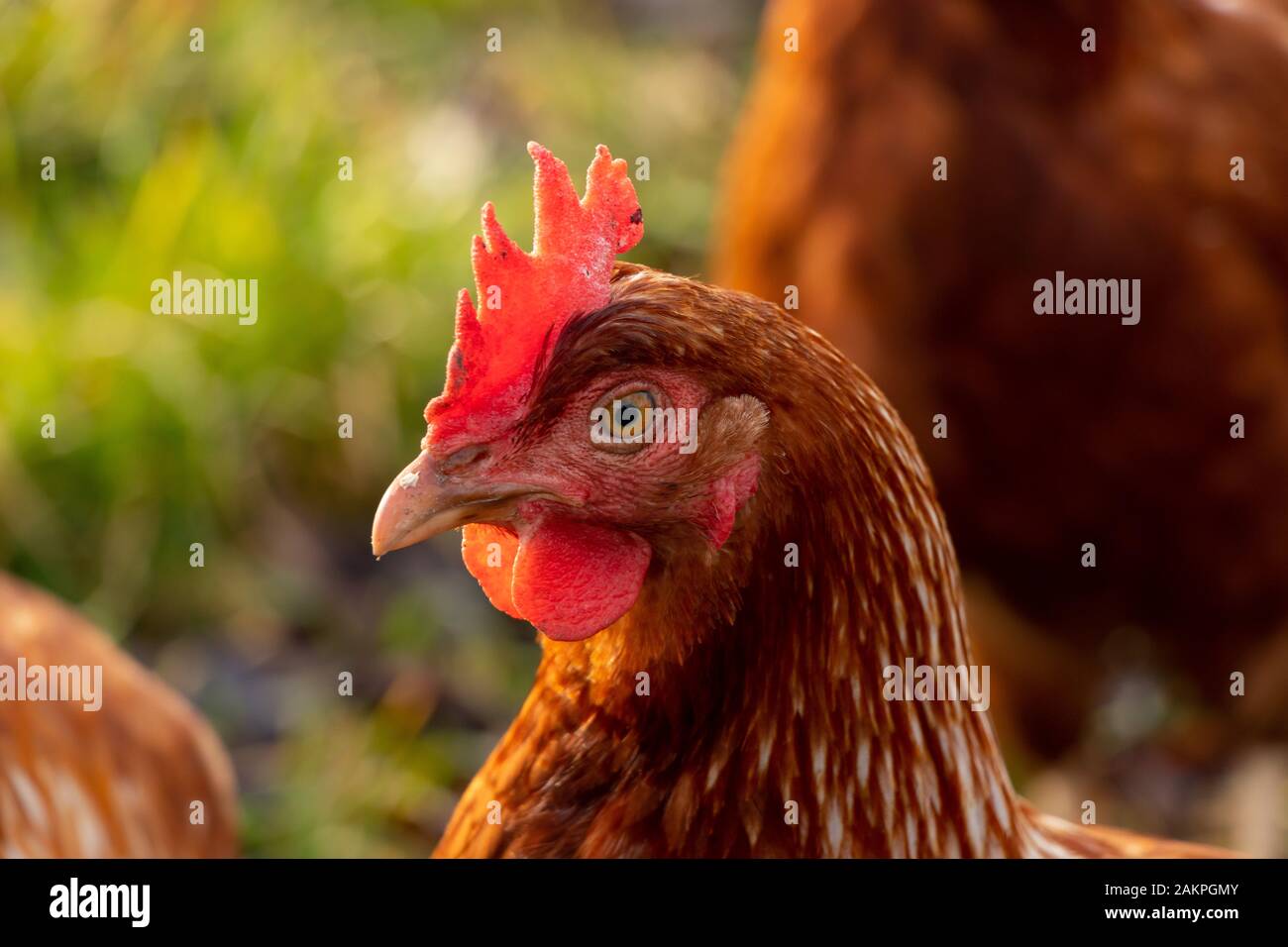close up of a brown hen on an organic free range chicken farm, Germany Stock Photo