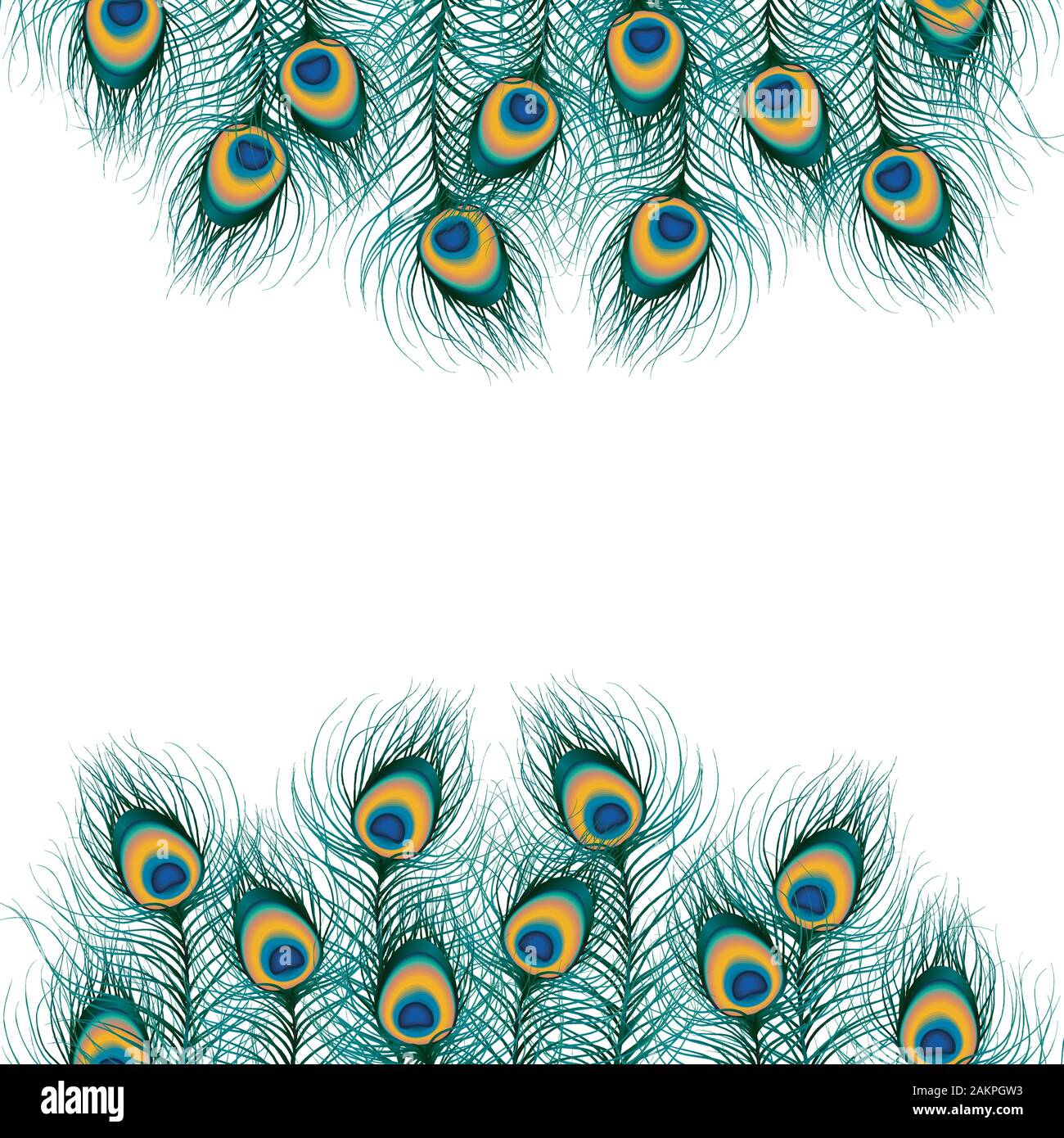Peacock feather on isolated background. vector Stock Vector Image &amp; Art ...