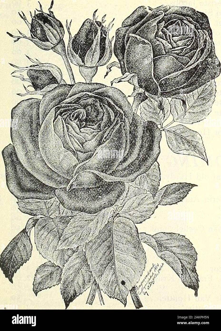 Dreer S Wholesale Price List For 1904 Decorative Hardy Garden Greenhouse And Other Plants Bulbs Tools Fertilizers Insecticides Sundries Etc Rose Gruss An Teplitz New Climbing Rose Dorothy Perkins New Hardy