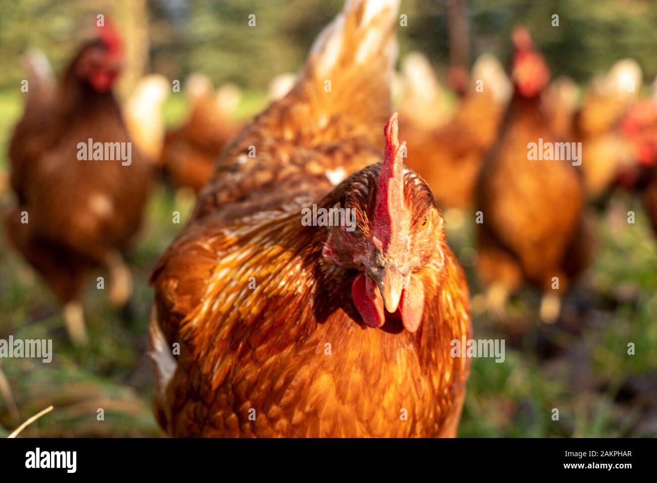 Free range organic chickens poultry in a country farm, germany Stock