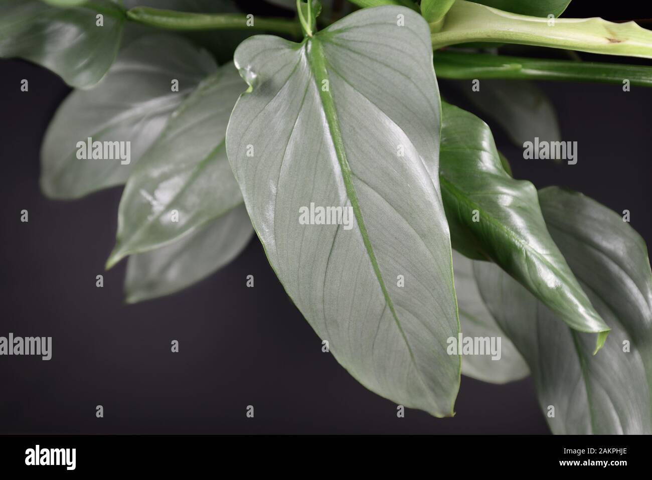 Silver Philodendron High Resolution Stock Photography And Images Alamy