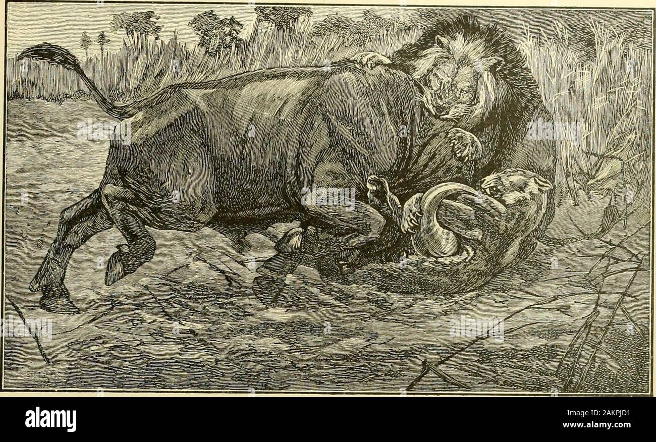 Hunting and trapping stories; a book for boys AT,I, At last the great of the buffalo tore a hole in the lions flank and tookall the fight out