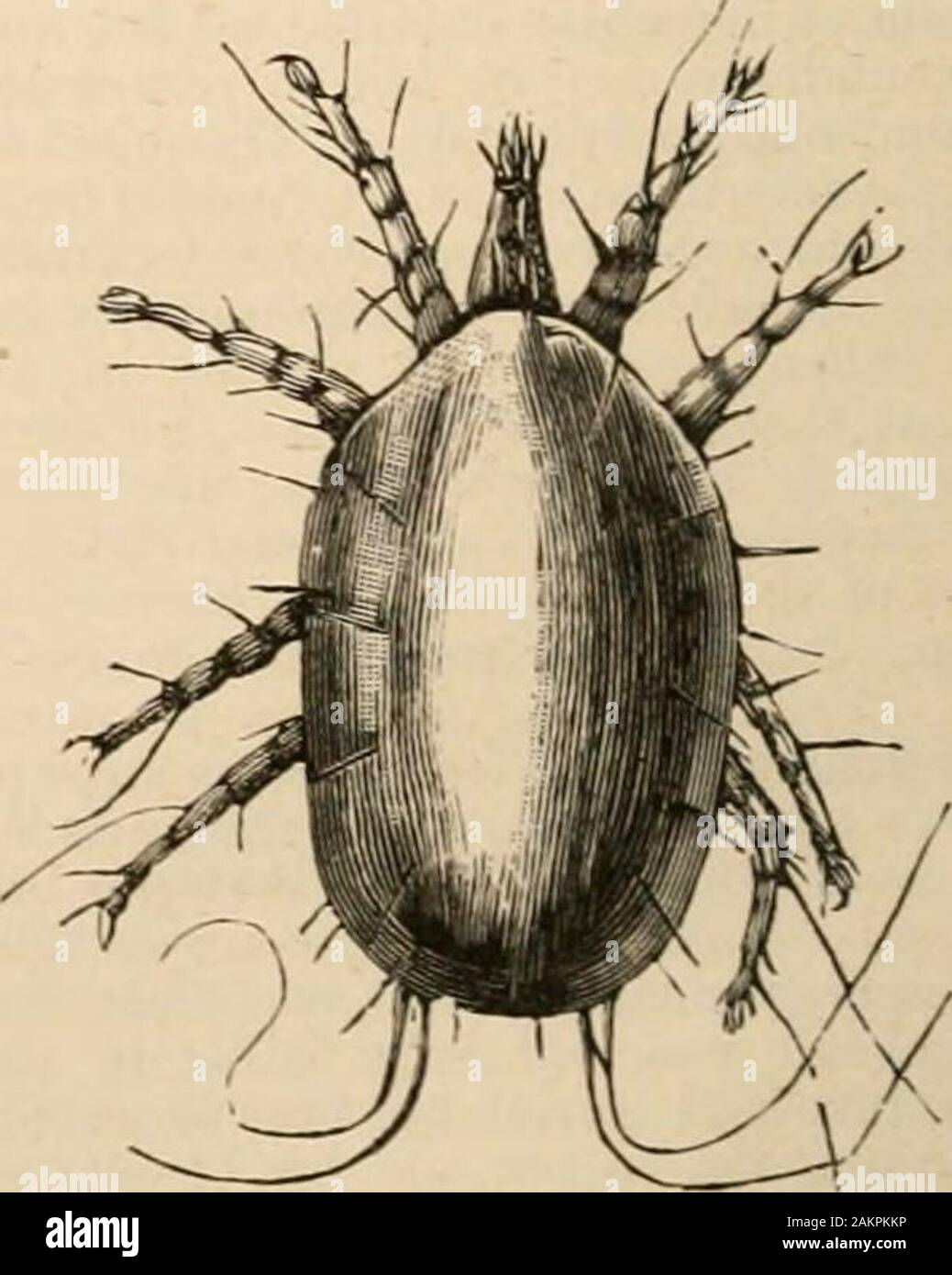Sacchari High Resolution Stock Photography And Images Alamy